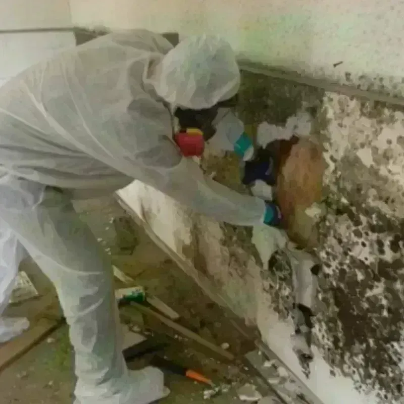 Mold Remediation and Removal in Raoul, GA